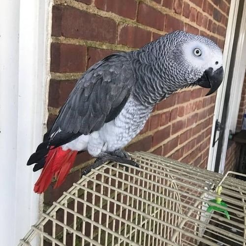beautiful african grey poly is very talkative sings dances whistles let’s  my son stroke her head an