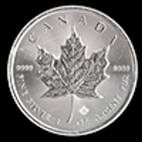 القيقب الفضي الكندي  31 grames 
