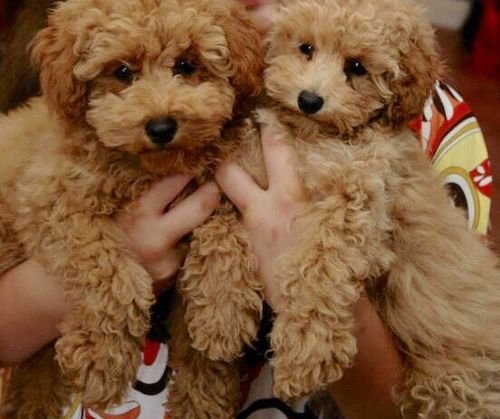 Toy poodle puppies 
