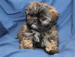 A male shih tzu dog ready to meet a new family