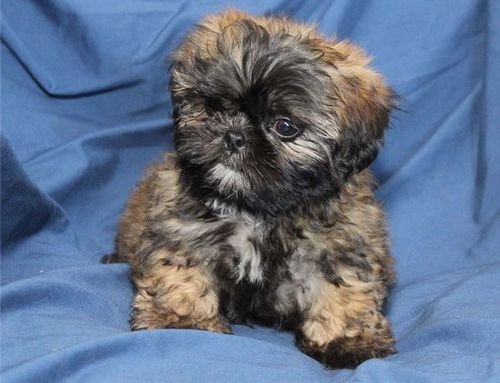 A male shih tzu dog ready to meet a new family