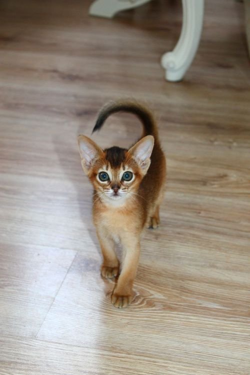 ABYSSINIAN KITTENS FOR SALE