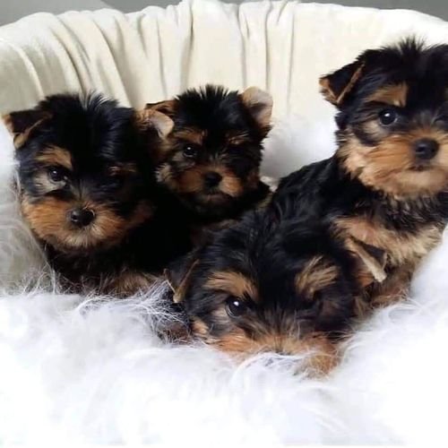 Teacup Yorkie Puppies For adoption 