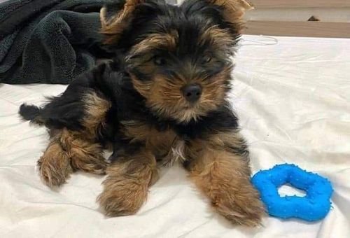 Teacup Yorkie Puppies For adoption 