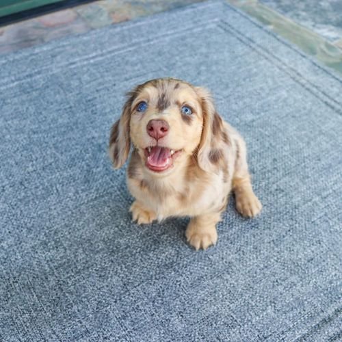  Cocker Spaniel Puppies For Sale