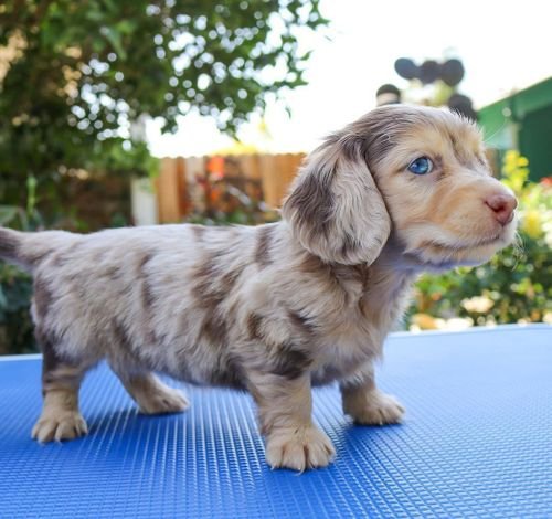  Cocker Spaniel Puppies For Sale