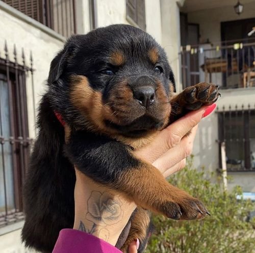  Rottweiler Puppies For Sale
