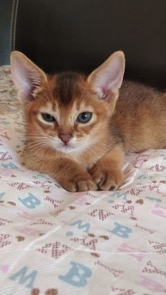 ABYSSINIAN KITTENS AVAILABLE 