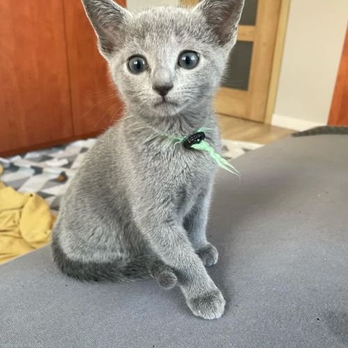 RUSSIAN BLUE KITTENS AVAILABLE 