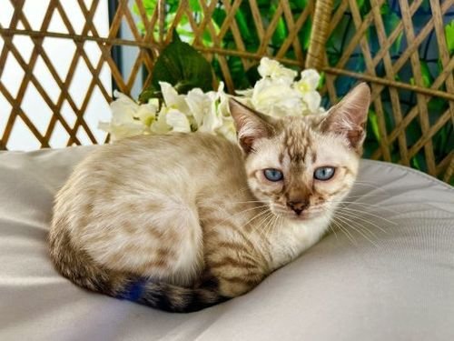 BENGAL KITTENS AVAILABLE 