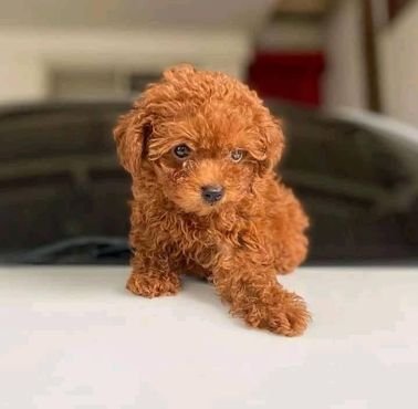akc registered teacup poodle puppies 