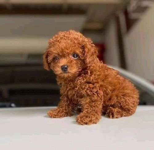 akc registered teacup poodle puppies 