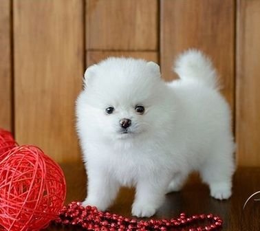 Adorable Teacup Pomeranian puppies for sale 