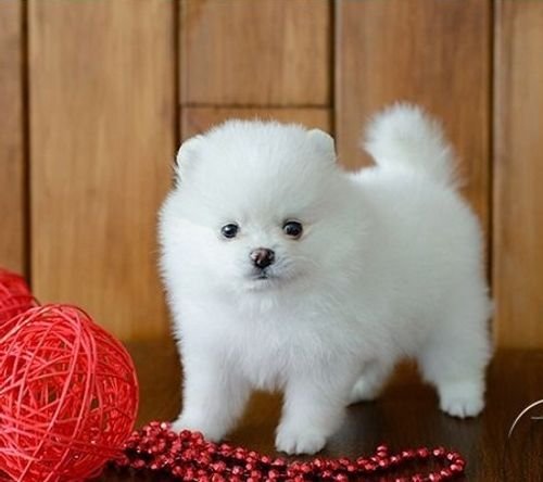 Adorable Teacup Pomeranian puppies for sale 
