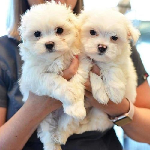 Maltese male and female pups 