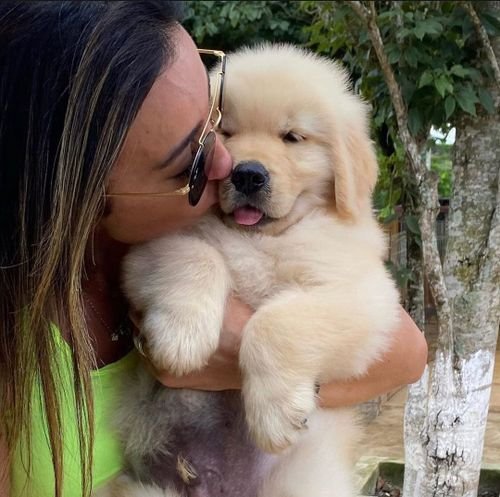 Shiba inu puppy for adoption