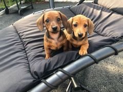 dachshund puppies dakshin