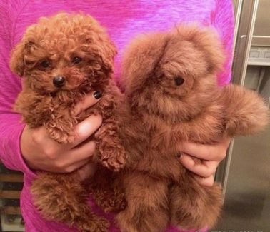 Lovely teacup poodle pup