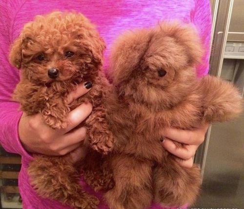 Lovely teacup poodle pup