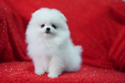Adorable Pomeranian pup for rehoming 