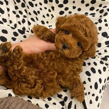Lovely teacup poodle pups 
