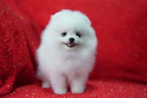 Adorable Pomeranian pups for adoption 