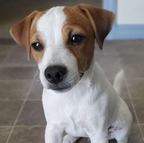 Jack Russell puppies for adoption 
