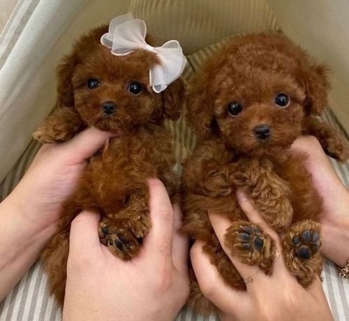 Teacup poodle pups for rehoming 