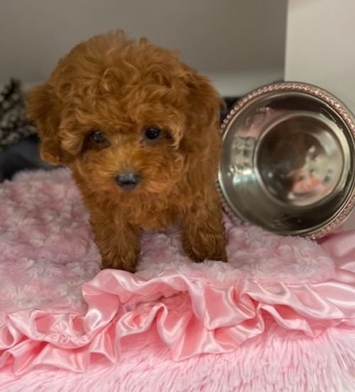 Adorable teacup poodle puppies available 