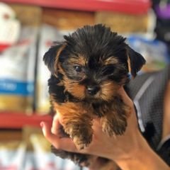 Yorkie terrier puppies for Adoption 