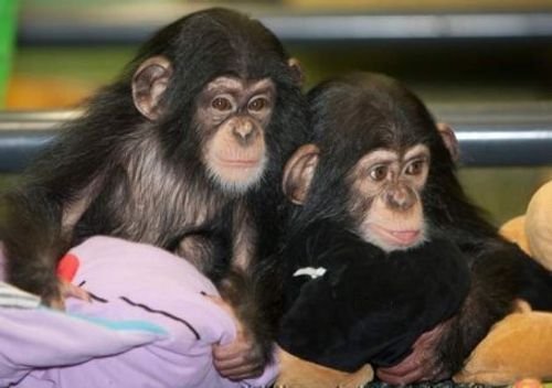 Healthy Chimpanzee Monkeys for Sale