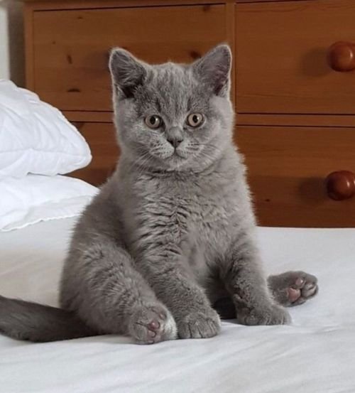 Adorable British shorthair kittens for sale 