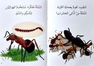مجتمع النمل (سلسلة العلوم)