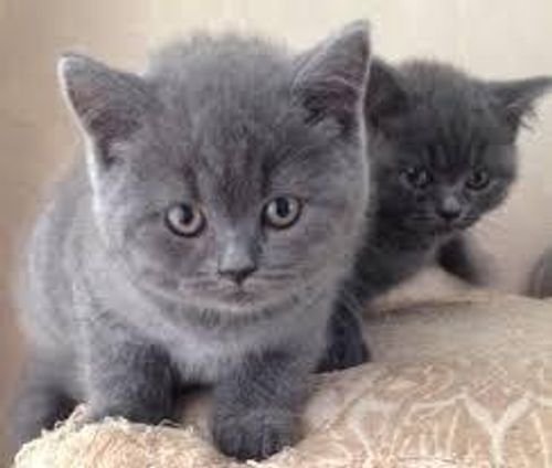 Adorable Male and Female British short hair Kittens 