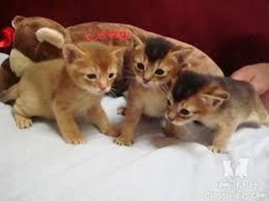 Abyssinian Male and female Kittens Available