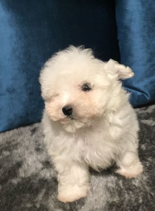 Beautiful Maltese puppies for sale 