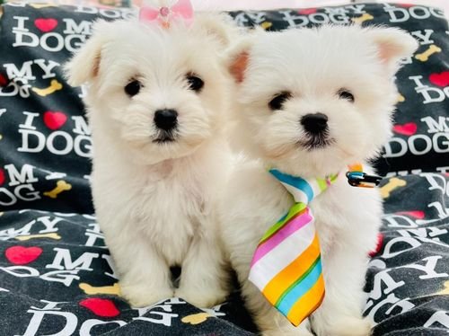 Beautiful Maltese puppies for sale 