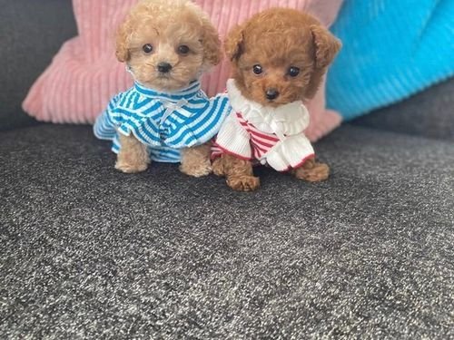 Gorgeous Toy Poodle Pups Ready 