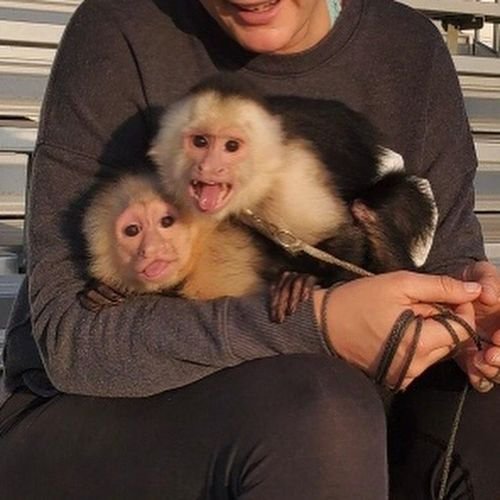 capuchin monkey available