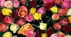 معاني ألوان الورد والأزهار للهدايا والمناسبات