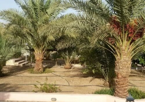 Farm for sale in Riyadh Al-Ammariah district, 10000 square meters