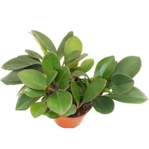 Peperomia Black Plant With Pot And Soil Green/Brown